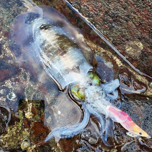 アオリイカの釣果