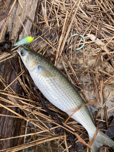 ボラの釣果