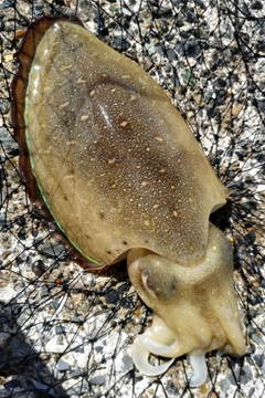 コウイカの釣果