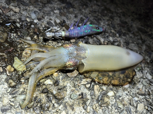 イカの釣果