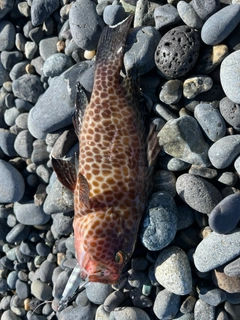 オオモンハタの釣果