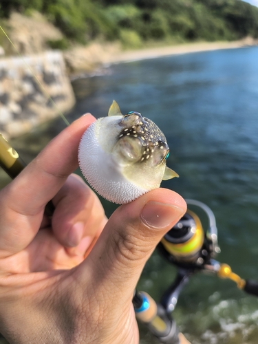 フグの釣果