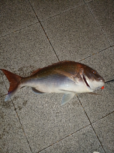 マダイの釣果