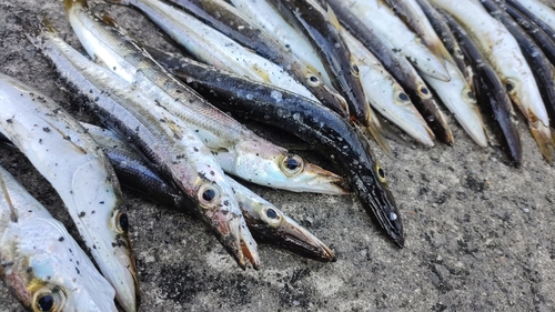 カマスの釣果