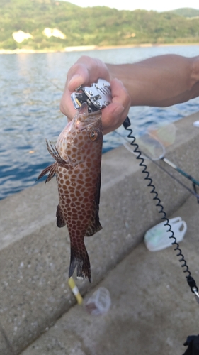 オオモンハタの釣果