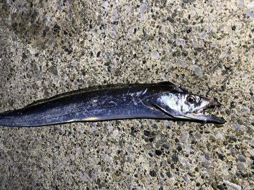 タチウオの釣果