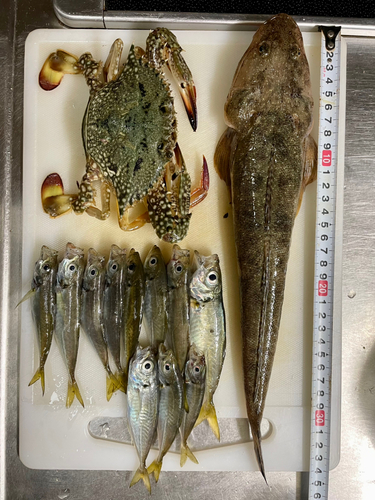 マゴチの釣果