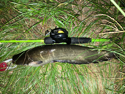 ナマズの釣果