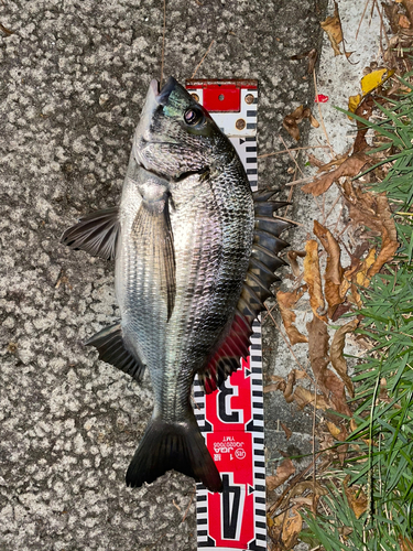 クロダイの釣果