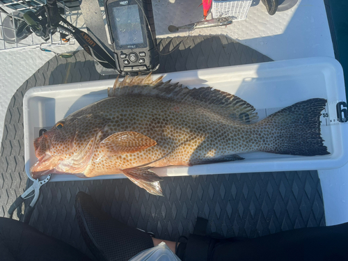 オオモンハタの釣果