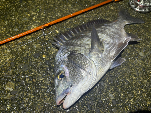 クロダイの釣果