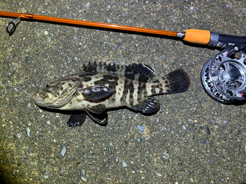 チャイロマルハタの釣果