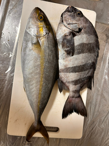 イシダイの釣果