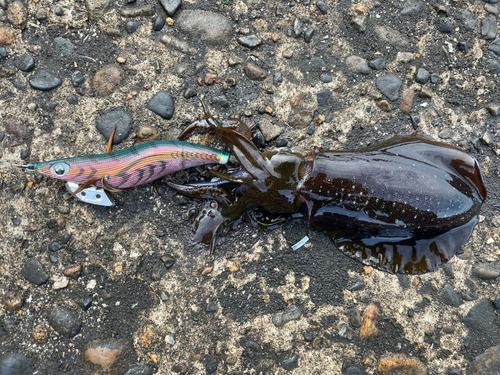 アオリイカの釣果