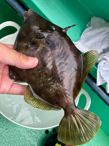 カワハギの釣果