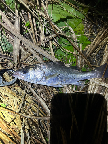 スズキの釣果