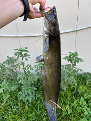 マナマズの釣果