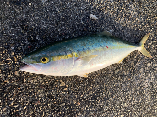 ツバスの釣果