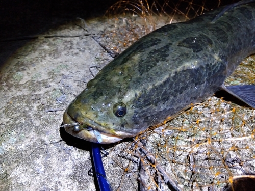 ライギョの釣果