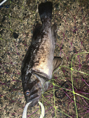 クロソイの釣果