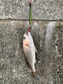 イシモチの釣果