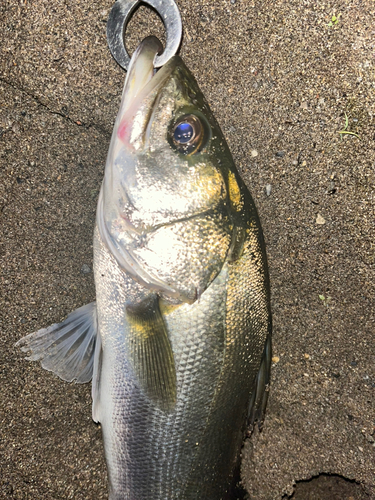 セイゴ（マルスズキ）の釣果