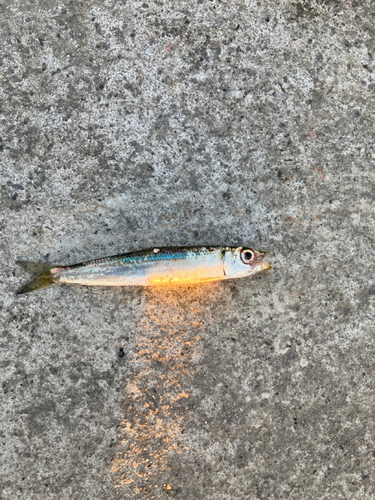 イワシの釣果