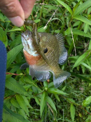 ブラックバスの釣果