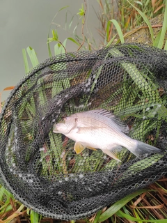 キビレの釣果