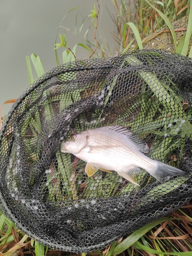 キビレの釣果