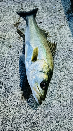 スズキの釣果