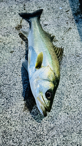 砂町水辺公園