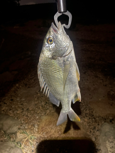 キビレの釣果