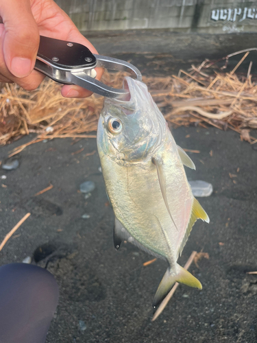 ギンガメアジの釣果