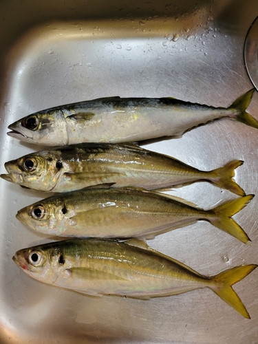 サバの釣果