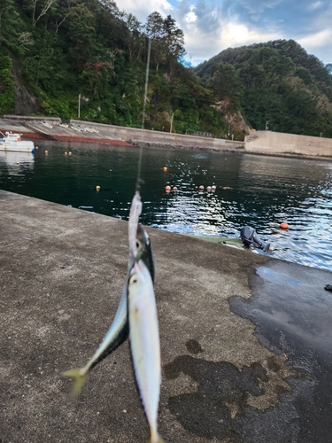 サバの釣果