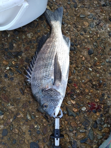 クロダイの釣果