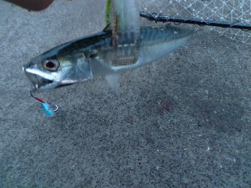 サバの釣果