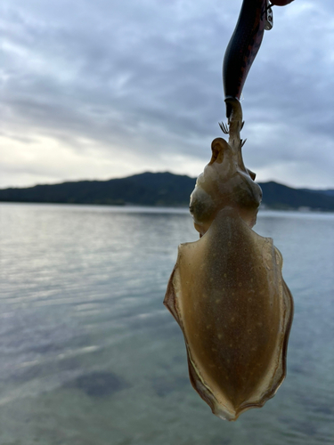 コウイカの釣果