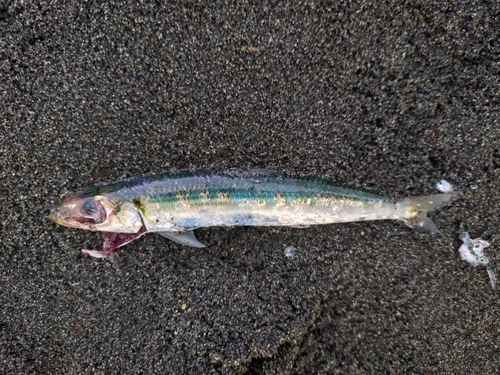 イワシの釣果