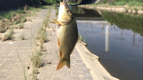 フナの釣果