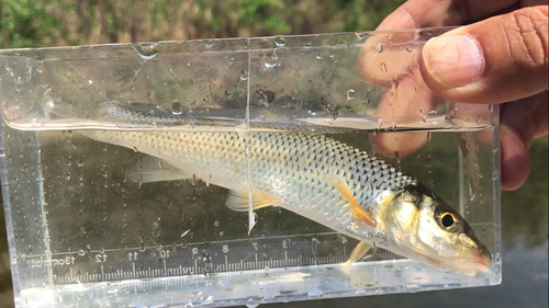 ニゴイの釣果