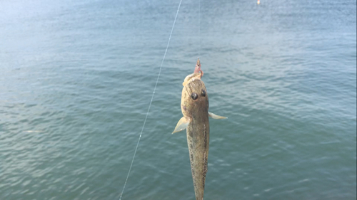 マハゼの釣果