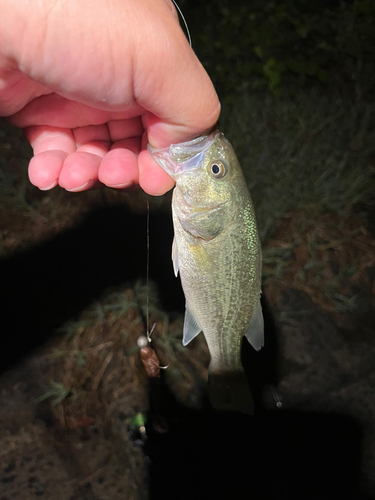 ラージマウスバスの釣果