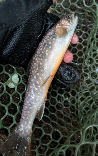 イワナの釣果