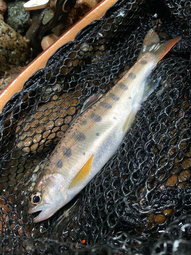 ヤマメの釣果