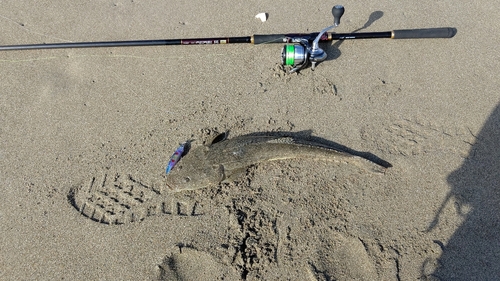 マゴチの釣果