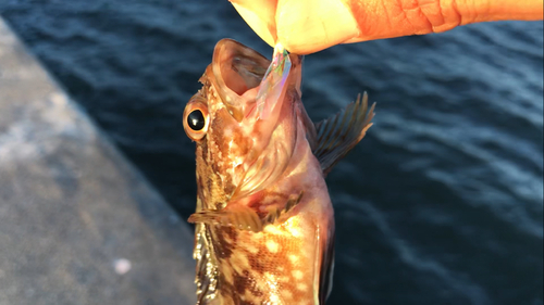 カサゴの釣果