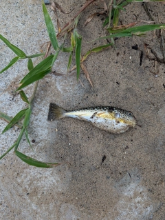 フグの釣果