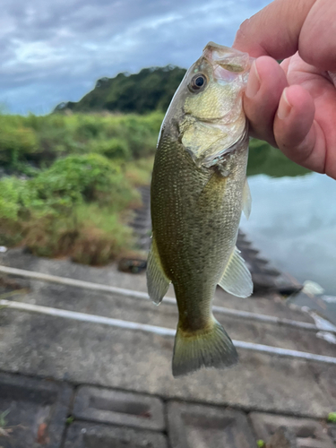 ラージマウスバスの釣果